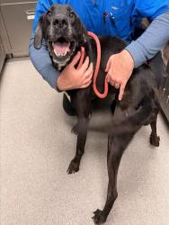 Shelter Stray Male Dog last seen Near BLOCK SANITA CT, 3528 Newburg Rd, Louisville, KY 40218, USA