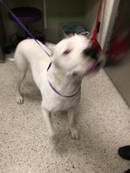 Shelter Stray Male Dog last seen Near BLOCK WHEELING DR, 12155 Park Blvd, Brighton, CO 80601, USA