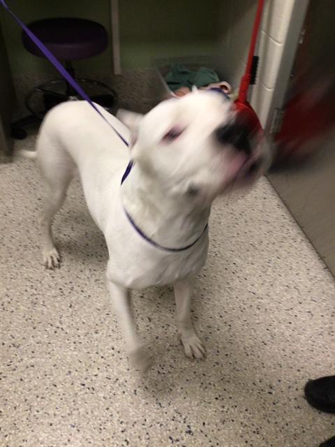 Shelter Stray Male Dog last seen Near BLOCK WHEELING DR, 12155 Park Blvd, Brighton, CO 80601, USA
