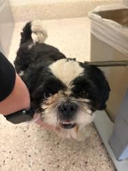 Shelter Stray Male Dog last seen Near BLOCK BRIGHTON RD, 12155 Park Blvd, Brighton, CO 80601, USA