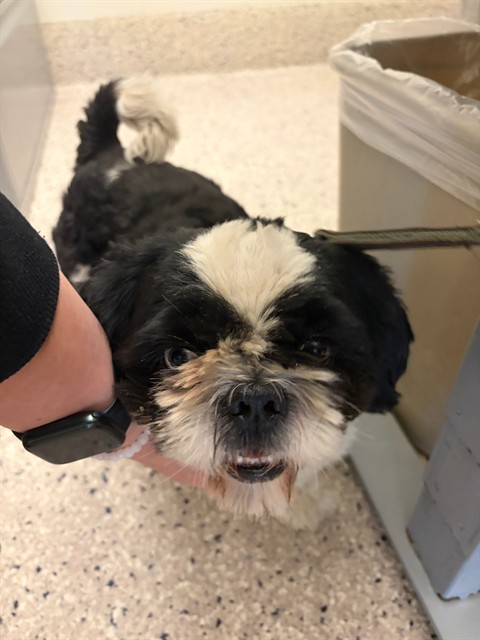 Shelter Stray Male Dog last seen Near BLOCK BRIGHTON RD, 12155 Park Blvd, Brighton, CO 80601, USA