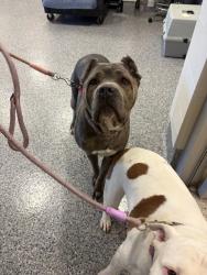 Shelter Stray Female Dog last seen Near BLOCK W 84TH AVE, 12155 Park Blvd, Brighton, CO 80601, USA