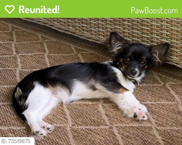 Reunited Female Dog last seen Summerlin Pl /Rea Rx, Charlotte, NC 28226
