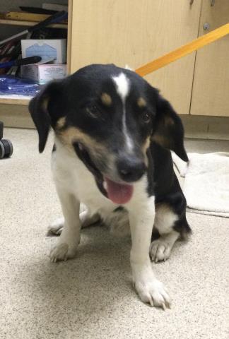 Shelter Stray Male Dog last seen Near BLOCK DAPPLE LN, JURUPA VALLEY, CA, 6851 Van Buren Boulevard, Jurupa Valley, CA 92509, USA