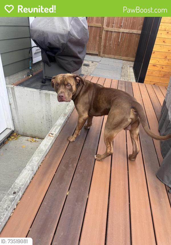 Reunited Male Dog last seen Esso, Calgary, AB T3K 2Y2