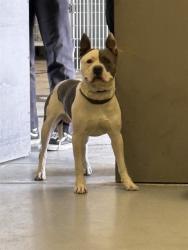 Shelter Stray Male Dog last seen S STATE/JONHSTON, HEMET, CA, 581 S Grand Ave, San Jacinto, CA 92582, USA