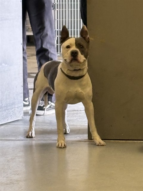Shelter Stray Male Dog last seen S STATE/JONHSTON, HEMET, CA, 581 S Grand Ave, San Jacinto, CA 92582, USA