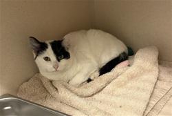 Shelter Stray Unknown Cat last seen PATRON'S RESIDENCE, 4556 Castleton Ct, Castle Rock, CO 80109, USA