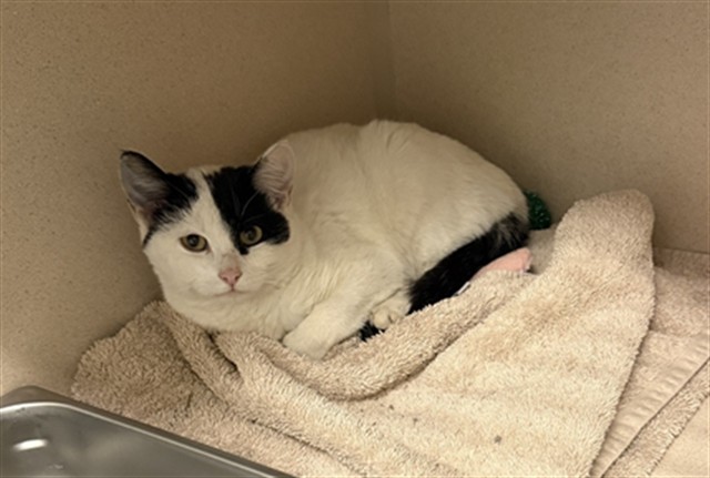 Shelter Stray Unknown Cat last seen PATRON'S RESIDENCE, 4556 Castleton Ct, Castle Rock, CO 80109, USA