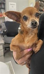 Shelter Stray Female Dog last seen Near BLOCK TIVOLI CT, HEMET CA 92543, 581 S Grand Ave, San Jacinto, CA 92582, USA