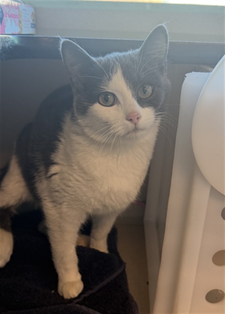Shelter Stray Unknown Cat last seen PATRON'S RESIDENCE, 4556 Castleton Ct, Castle Rock, CO 80109, USA