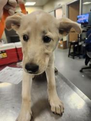 Shelter Stray Female Dog last seen Near BLOCK GRIFFITH WAY, HEMET CA 92543, 581 S Grand Ave, San Jacinto, CA 92582, USA