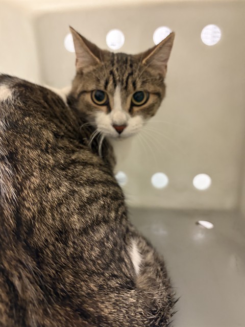 Shelter Stray Female Cat last seen ROSE ST. IN HEMET, 581 S Grand Ave, San Jacinto, CA 92582, USA