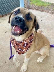 Shelter Stray Male Dog last seen CHARLOTTE, 8315 Byrum Dr, Charlotte, NC 28217, USA