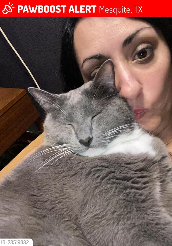 Lost Male Cat last seen Lawrence Elementary, Mesquite, TX 75150