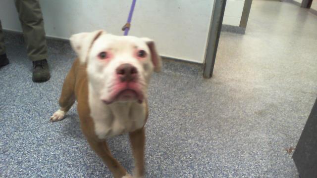 Shelter Stray Male Dog last seen CHARLOTTE, 8315 Byrum Dr, Charlotte, NC 28217, USA
