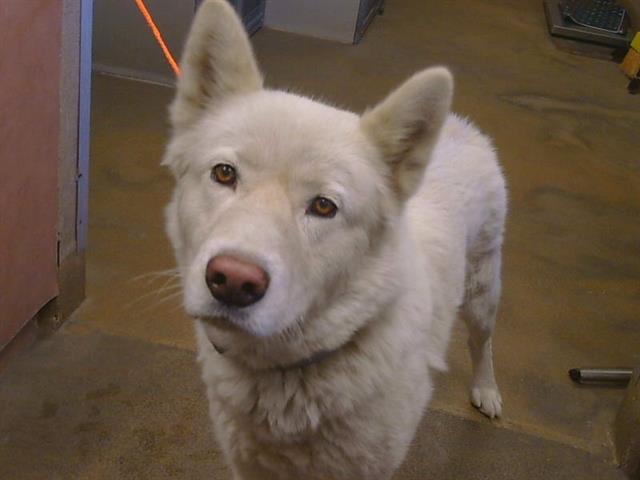 Shelter Stray Male Dog last seen BRADSHAW RD/GOETHE RD, SACRAMENTO CA 95827, 3839 Bradshaw Rd, Sacramento, CA 95827, USA