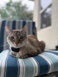 Reunited Female Cat last seen Symmes Rd & 301, Riverview, FL 33578