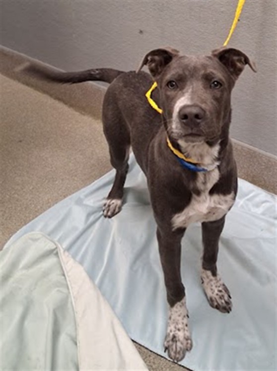 Shelter Stray Male Dog last seen SAHARA AND LAMB, 655 N Mojave Rd, Las Vegas, NV 89101, USA