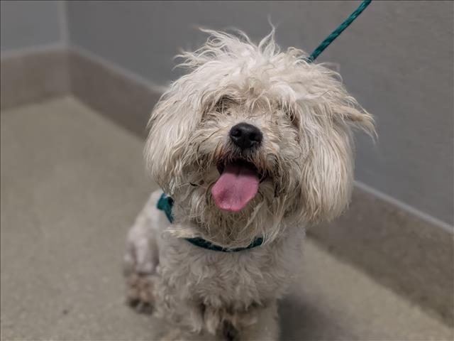 Shelter Stray Female Dog last seen W FLAMINGO RD & S BUFFALO DR, 655 N Mojave Rd, Las Vegas, NV 89101, USA