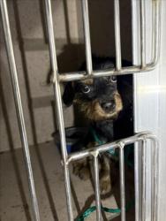 Shelter Stray Female Dog last seen Near BLOCK E SAHARA AVE, LAS VEGAS NV 89104, 655 N Mojave Rd, Las Vegas, NV 89101, USA