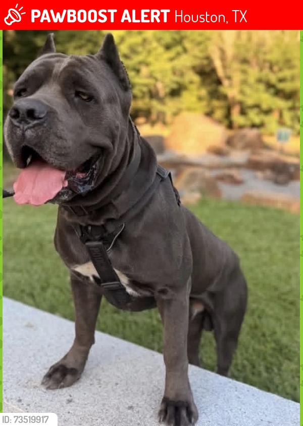 Lost Male Dog last seen Fulton st & tidwell, Houston, TX 77022
