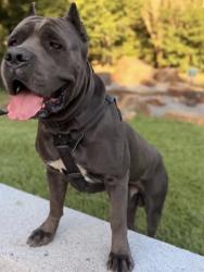 Lost Male Dog last seen Fulton st & tidwell, Houston, TX 77022