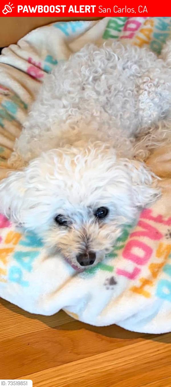 Lost Female Dog last seen Curry ct and Bayview, San Carlos, CA 94070