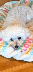 Lost Female Dog last seen Curry ct and Bayview, San Carlos, CA 94070