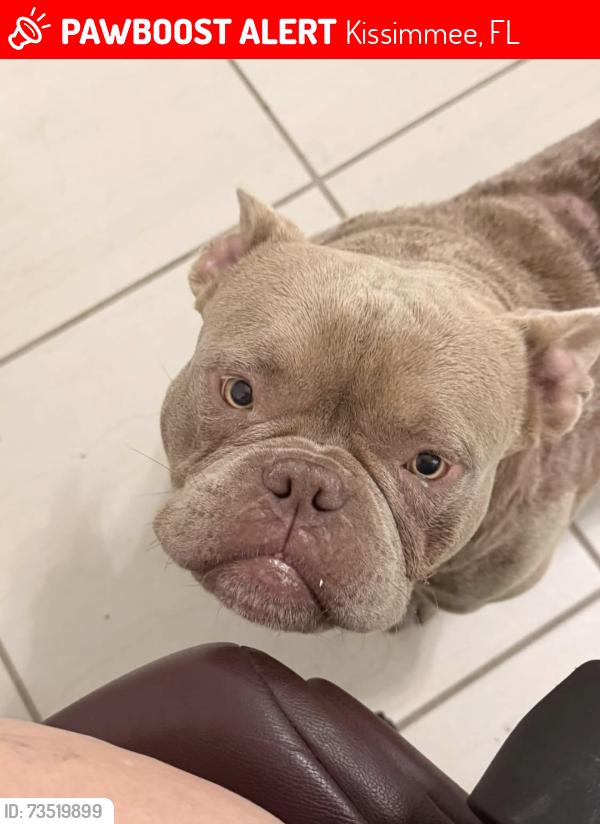 Lost Male Dog last seen Twin oak conservation area, Kissimmee, FL 34744