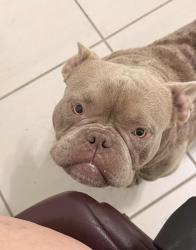 Lost Male Dog last seen Twin oak conservation area, Kissimmee, FL 34744