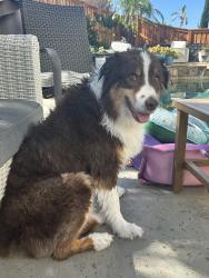 Lost Male Dog last seen The Farm Rd, Wildomar, CA 92595