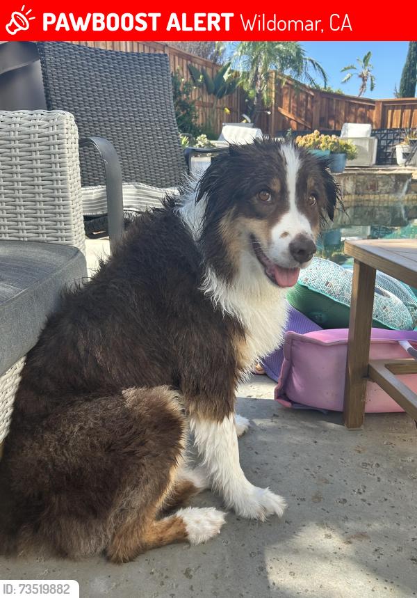 Lost Male Dog last seen The Farm Rd, Wildomar, CA 92595