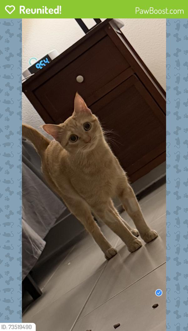 Reunited Female Cat last seen Discovery Way, Port St. Lucie, FL 34987