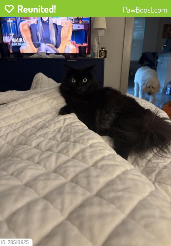 Reunited Male Cat last seen Nicholson st, Lenox apts, domain heights apts, Ashland st, Houston, TX 77008