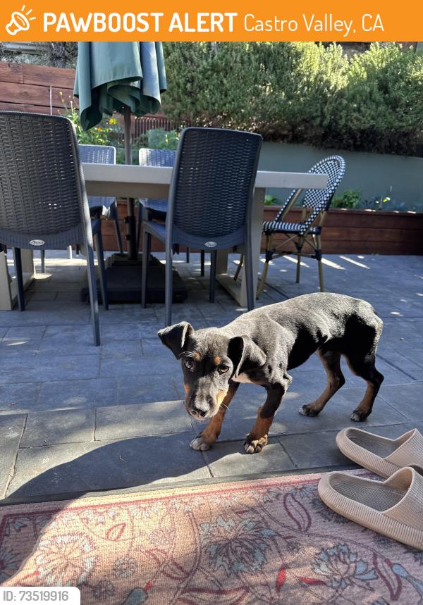Found/Stray Male Dog last seen Lake Chabot Rd, Castro Valley, CA 94578