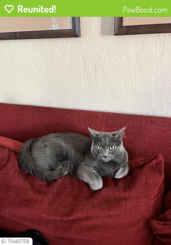 Reunited Male Cat last seen Galleria, Pittsburgh, PA 15228