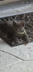 Lost Female Cat last seen Struck, Houston, TX 77069