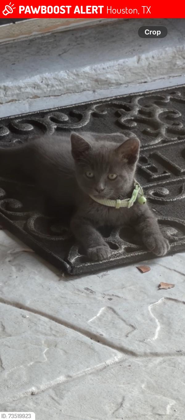 Lost Female Cat last seen Struck, Houston, TX 77069