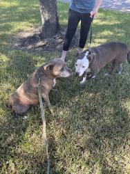 Reunited Female Dog last seen Tc jester and Bella sera, Bella Sera, TX 77379