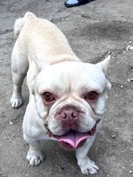 Found/Stray Male Dog last seen Compton 90222 willowbrook, Compton, CA 90222