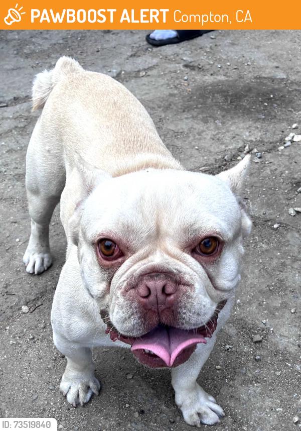 Found/Stray Male Dog last seen Compton 90222 willowbrook, Compton, CA 90222
