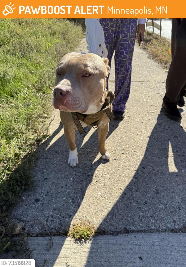 Found/Stray Male Dog last seen 14th ave s, Minneapolis, MN 55404