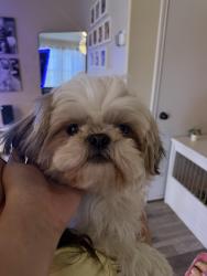 Found/Stray Female Dog last seen Near st and Nolana, McAllen, TX 78501