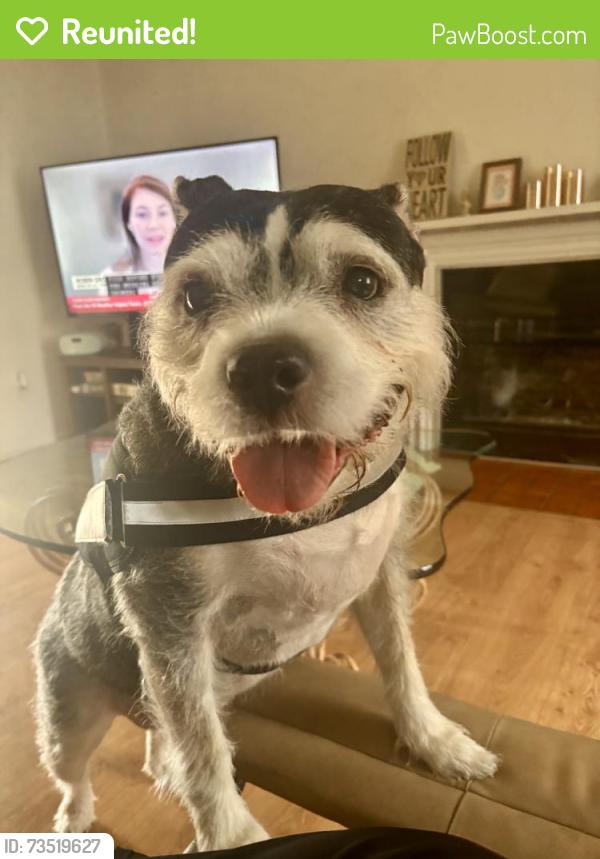Reunited Female Dog last seen 50th St between University /Pine island, Lauderhill, FL 33351