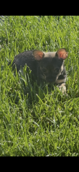 Lost Female Dog last seen Oregon Flea Market, Portland, OR 97233
