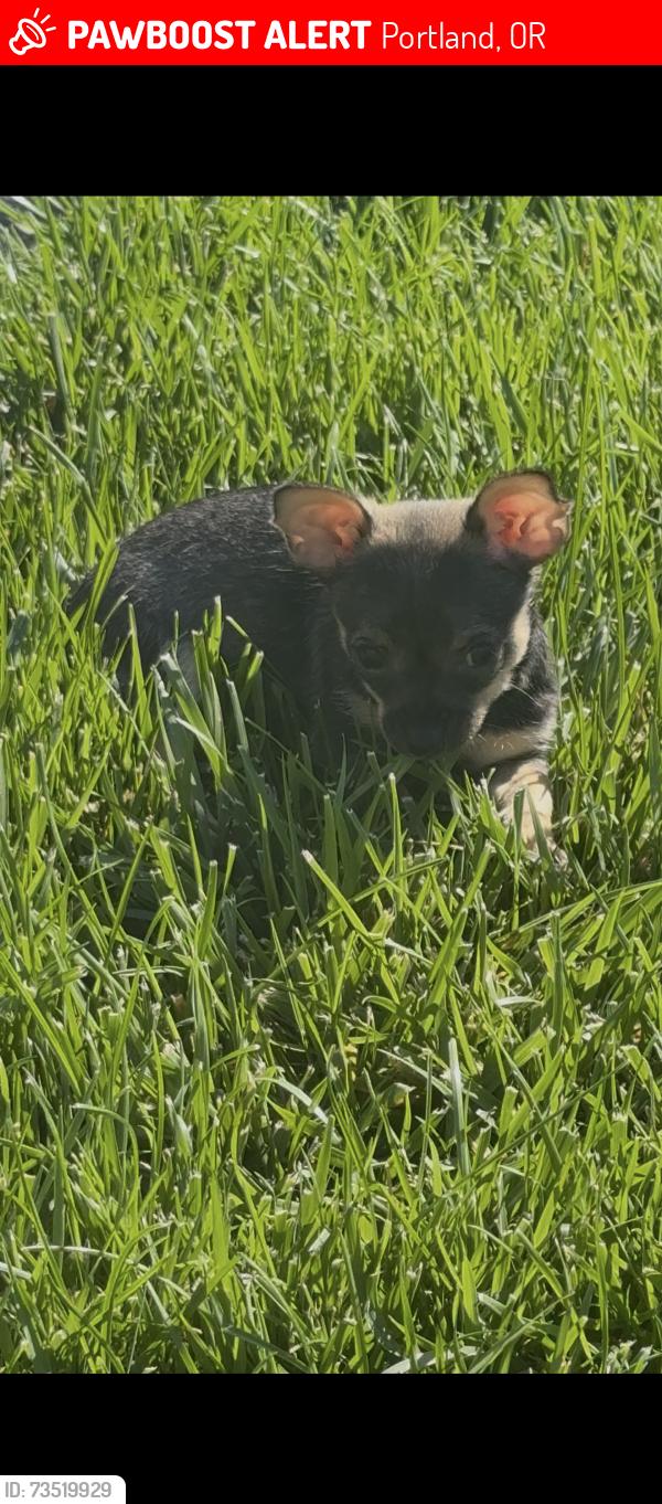 Lost Female Dog last seen Oregon Flea Market, Portland, OR 97233