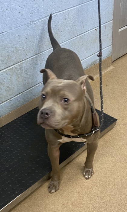 Shelter Stray Male Dog last seen Near Soapstone Road Decatur, 30034, 30034, GA, 3280 Chamblee Dunwoody Rd, Chamblee, GA 30341, USA