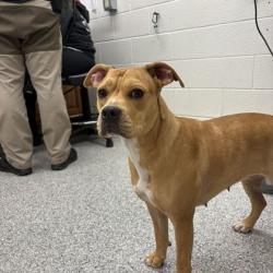 Shelter Stray Female Dog last seen Near netherland drive, Knox County GP, TN, 3201 Division St, Knoxville, TN 37919, USA
