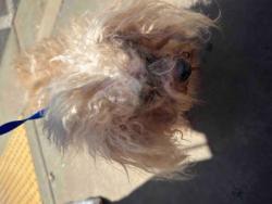 Shelter Stray Male Dog last seen Near Giles Road, Lithonia, GA, 30058, 30058, GA, 3280 Chamblee Dunwoody Rd, Chamblee, GA 30341, USA